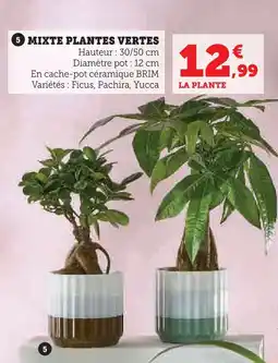Super U Brim mixte plantes vertes offre