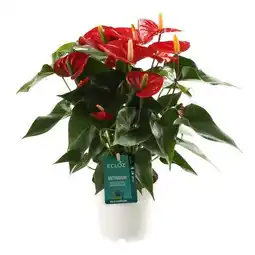 Jardiland Ecloz anthurium champion ecloz offre