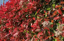 Jardiland Photinia carré rouge offre