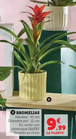 Super U Bromelia en cache-pot céramique harby offre