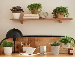 Jardiland Ecloz plantes vertes eden collection ecloz offre