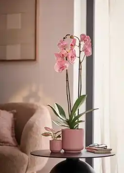 Jardiland Duo orchidée et aglaonème offre