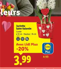Lidl Jacinthe saint-valentin offre