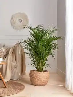 Jardiland Areca offre