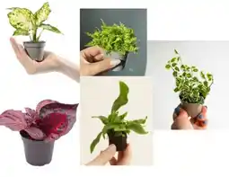 Jardiland Ecloz mini-plante verte ecloz offre