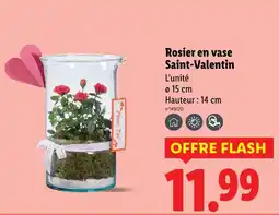Lidl Rosier en vase saint-valentin offre
