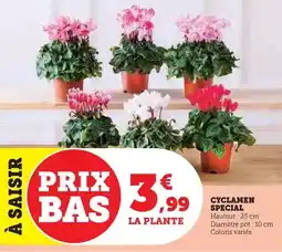 U Express Cyclamen special offre