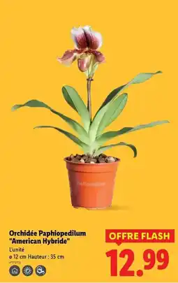 Lidl Orchidée paphipodilum américain hybride offre