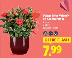 Lidl Plante Saint-Valentin en pot céramique offre