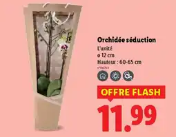 Lidl Orchidée séduction offre