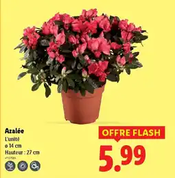 Lidl Azalée offre