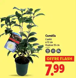 Lidl Camélia offre