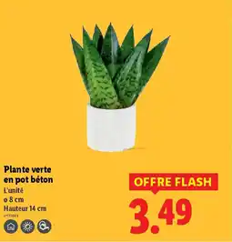 Lidl Plante verte en pot béton offre
