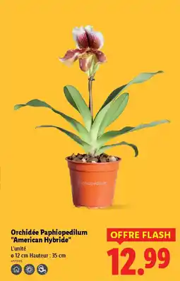 Lidl Orchidée Paphiopedilum "American Hybride" offre