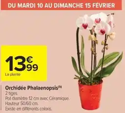Carrefour Market Orchidée phalaenopsis offre