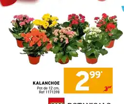 Trafic Kalanchoe offre