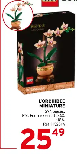 Trafic L'orchidee miniature offre