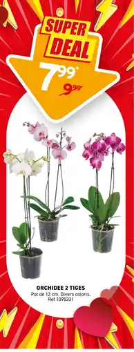 Trafic Orchidee 2 tiges offre