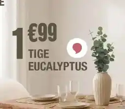 La Foir'Fouille Tige eucalyptus offre