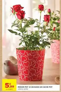 Intermarché ROSIER POT 12 CM DANS UN CACHE POT offre