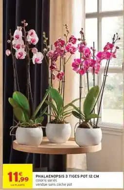 Intermarché PHALAENOPSIS 3 TIGES POT 12 CM offre