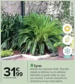 Carrefour Drive Cycas offre