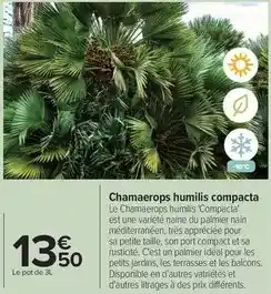 Carrefour Drive Chamaerops humilis compacta offre