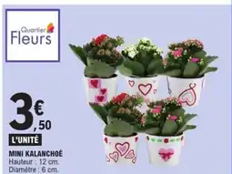 E.Leclerc Mini kalanchoé offre