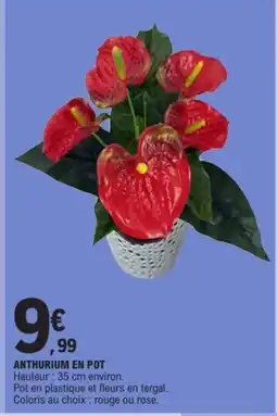 E.Leclerc Anthurium en pot offre
