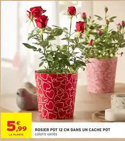 Intermarché Rosier pot dans un cache pot offre