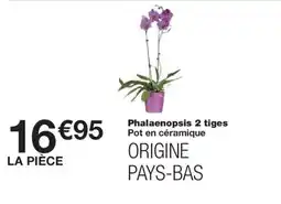 Monoprix Phalaenopsis 2 tiges offre