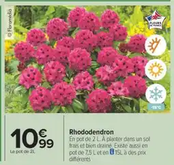 Carrefour Rhododendron offre