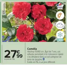 Carrefour Camélia offre