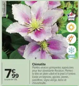 Carrefour Clématite offre