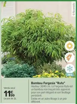 Carrefour Bambou fargésia rufa offre