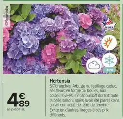 Carrefour Hortensia offre