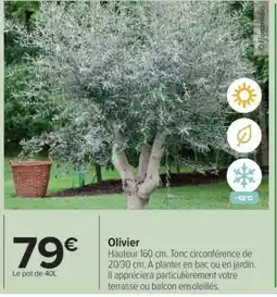 Carrefour Olivier offre