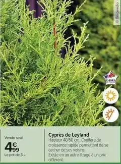 Carrefour Drive Cyprès de leyland offre
