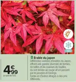 Carrefour Drive Orange - erable du japon offre
