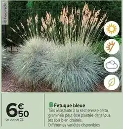 Carrefour Drive Tous - fetuque bleue offre