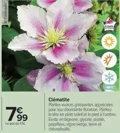 Carrefour Drive Clématite offre