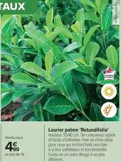 Carrefour Drive Facile - laurier palme rotundriolia offre
