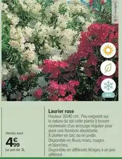 Carrefour Drive Laurier rose offre