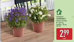 ALDI Campanule offre