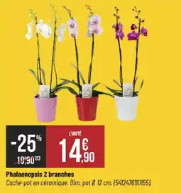 Bricorama Phalaenopsis 2 branches offre