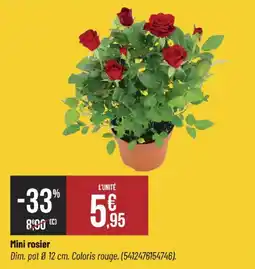 Bricorama Mini rosier offre