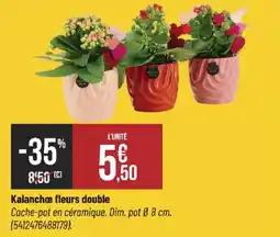 Bricorama Kalanchoe fleurs double offre