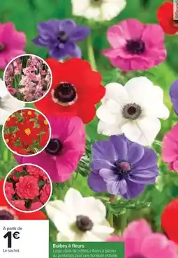 Carrefour Drive Bulbes à fleurs offre