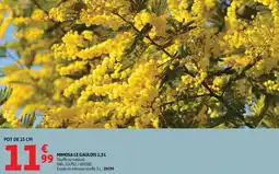 Auchan Mimosa le gaulois offre