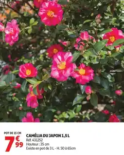 Auchan Camélia du japon offre